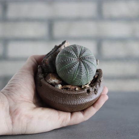 Euphorbia obesa  × takero pot (3号)  no.607/10