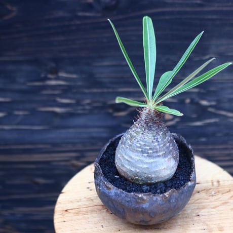 パキポディウム  グラキリス   Pachypodium  gracilius       no.30707