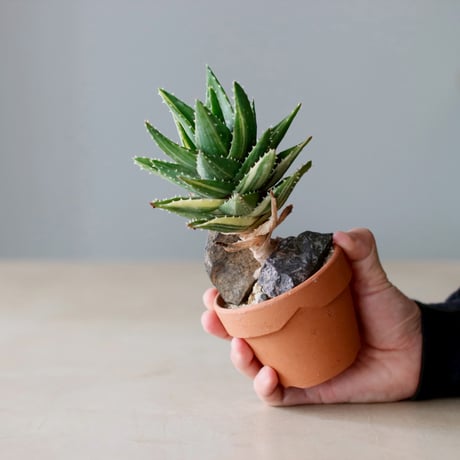Aloe nobilis × YAMABACHI (3号)  no.104/10