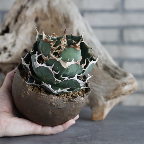 Agave titanota personal collection × takero pot (4.5号)  no.629-44