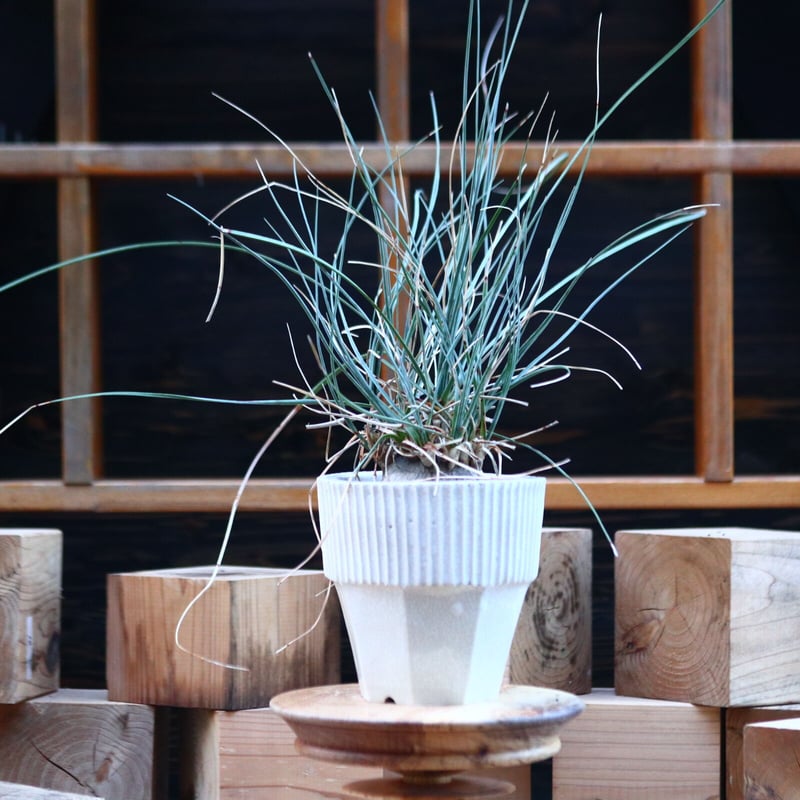 カリバナス フーケリー／Calibanus hookeri no.110736 |