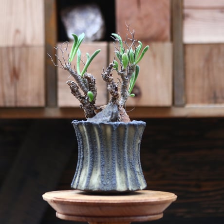 チレコドン フィロポディウム／Tylecodon reticulatus var. phyllopodium no.20561