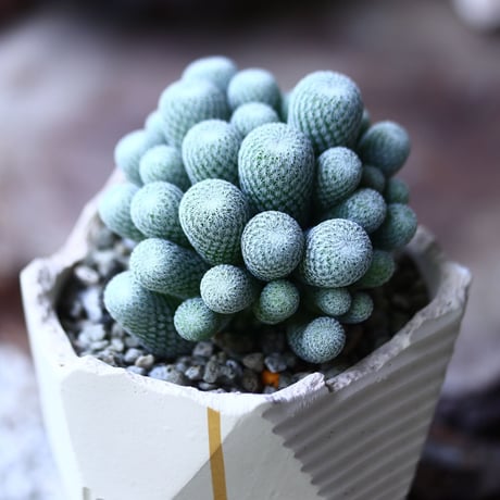 Epithelantha micromeris var. ungnispina(かぐや姫)  no.013