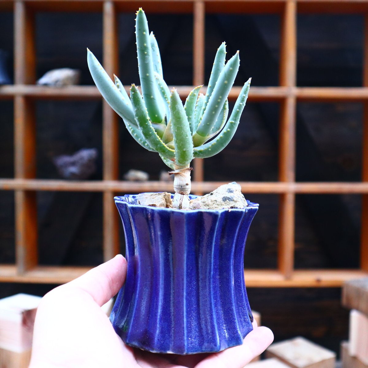 ○ アロエ　ラモシシマ / Aloe ramosissima 国内実生株 アロエ ラモシシマ Aloe ramosissima no.21412 |