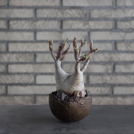 Pachypodium gracilius × takero pot (4.5号)  no.524/10