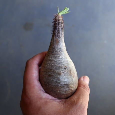 パキポディウム グラキリス 抜苗  Pachypodium rosulatum var. gracilius no.100612