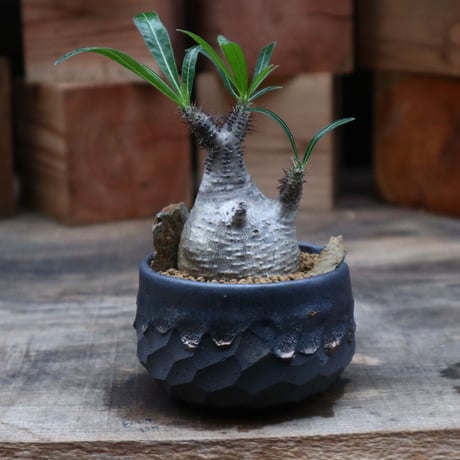 パキポディウム  グラキリス／Pachypodium  gracilius   no.91868