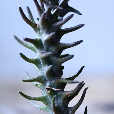 セロぺギア デモルファ   Ceropegia dimorpha   no.101829