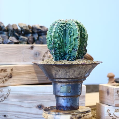 Astrophytum 複隆ランポー玉 × M&M   no.107130