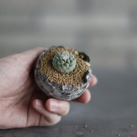 strombocactus | STORES