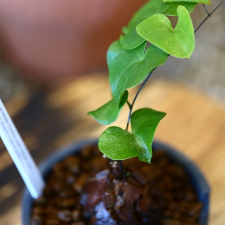 N/OH × Dioscorea elephantipe    no.111911