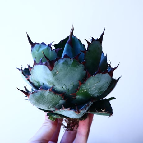 アガベ チタノタ　ブラック＆ブルー Agave titanota black&bule   no.41204
