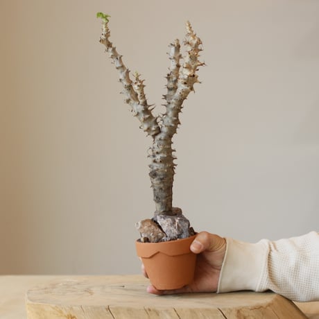 Jatropha fissispina × YAMABACHI (3号)  no.322/32