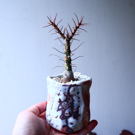 フォークイエリア   プルプシー    Fouquieria purpusii  no.32903