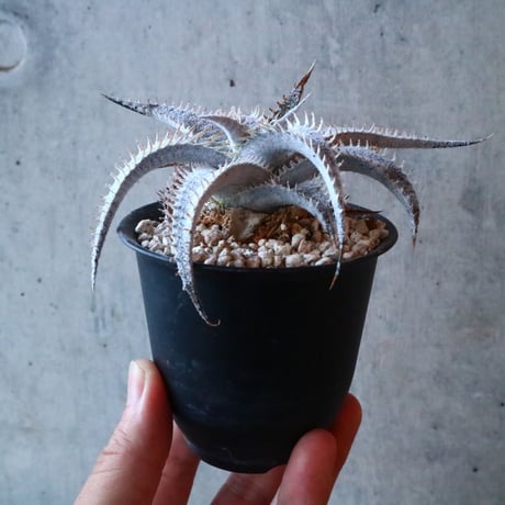 Dyckia mariner-lapstollei var estevesii.    002