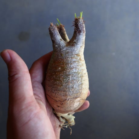 パキポディウム グラキリス 抜苗  Pachypodium rosulatum var. gracilius no.100630
