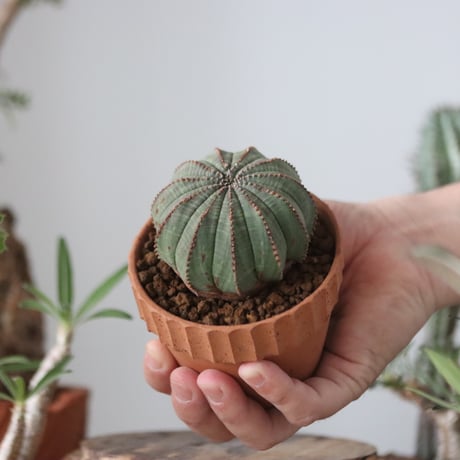 Euphorbia obesa  × YAMABACHI var. N/OH  no.51208