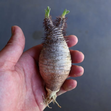 パキポディウム グラキリス 抜苗  Pachypodium rosulatum var. gracilius no.100607