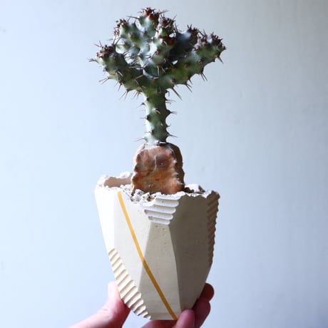 ユーフォルビア  ポンデローサ　 Euphorbia ponderosa　no.013