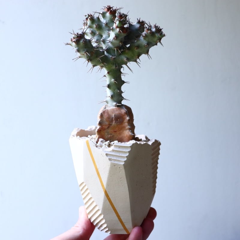 ユーフォルビア ポンデローサ Euphorbia ponderosa no.013 | 芽の巣山