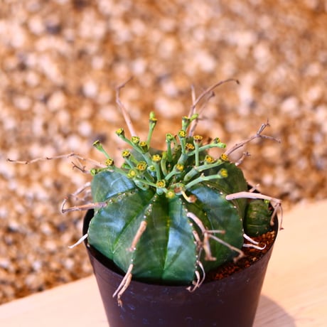 ユーフォルビア  バリダ / Euphorbia valida    no.41613