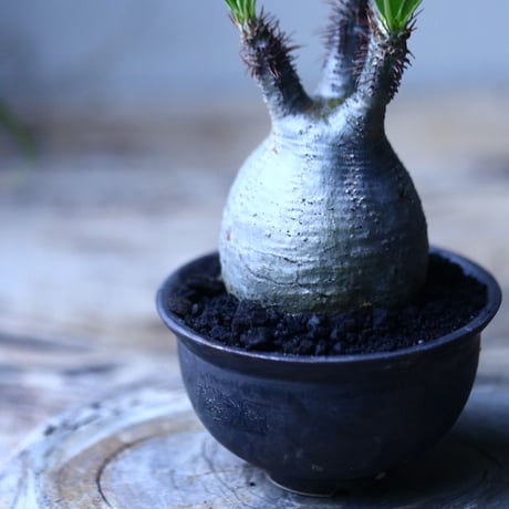 パキポディウム グラキリス   Pachypodium rosulatum var. gracilius no.101812