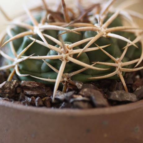 Gymnocalycium mostii ssp. ferocior × YAMABACHI ver. 六本芽  no.124-49