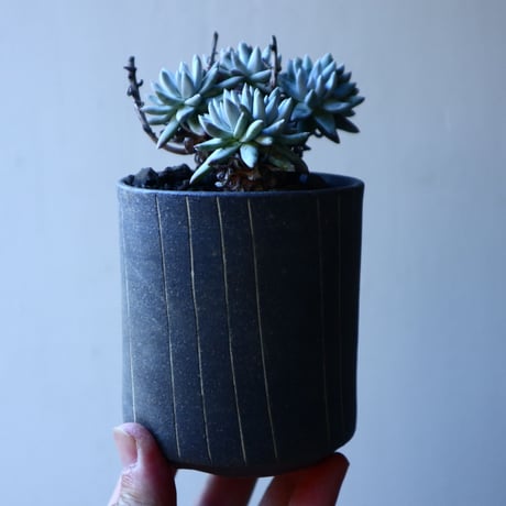 ダドレア グリーニー Dudleya greenei  no.30106