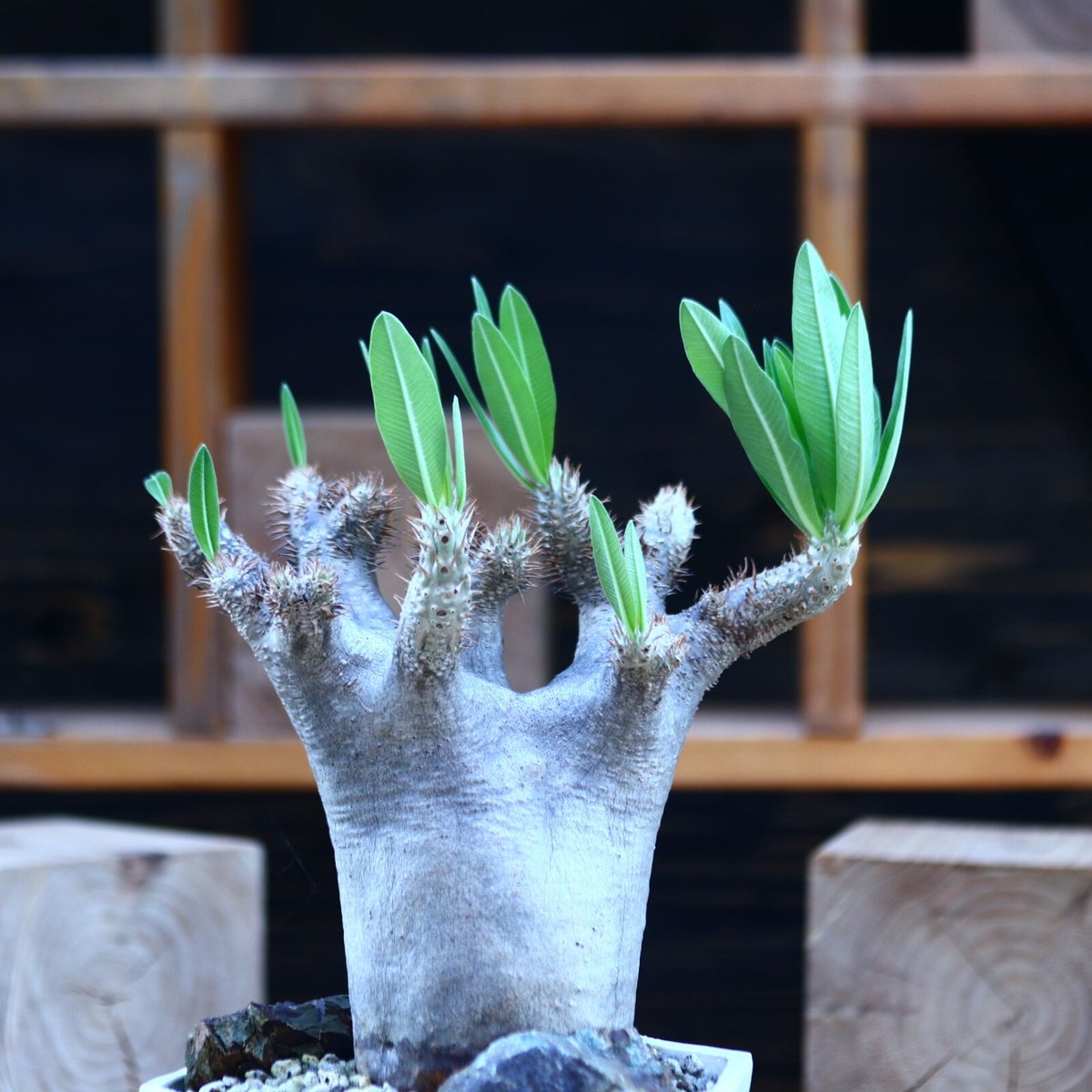 パキポディウム イノピナツム／Pachypodium Inopinatum no.829