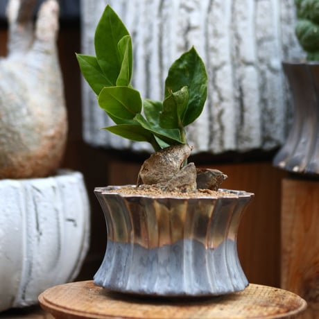 ザミオクルカス ザミフォーリア / Zamioculcas zamiifolia   no.31932