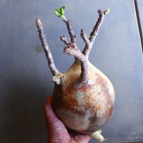 パキポディウム グラキリス 抜苗  Pachypodium rosulatum var. gracilius no.100636