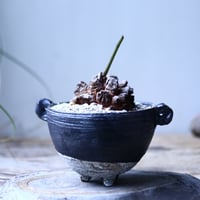 ディオスコレア   亀甲竜    Dioscorea elephantipe     no.101830