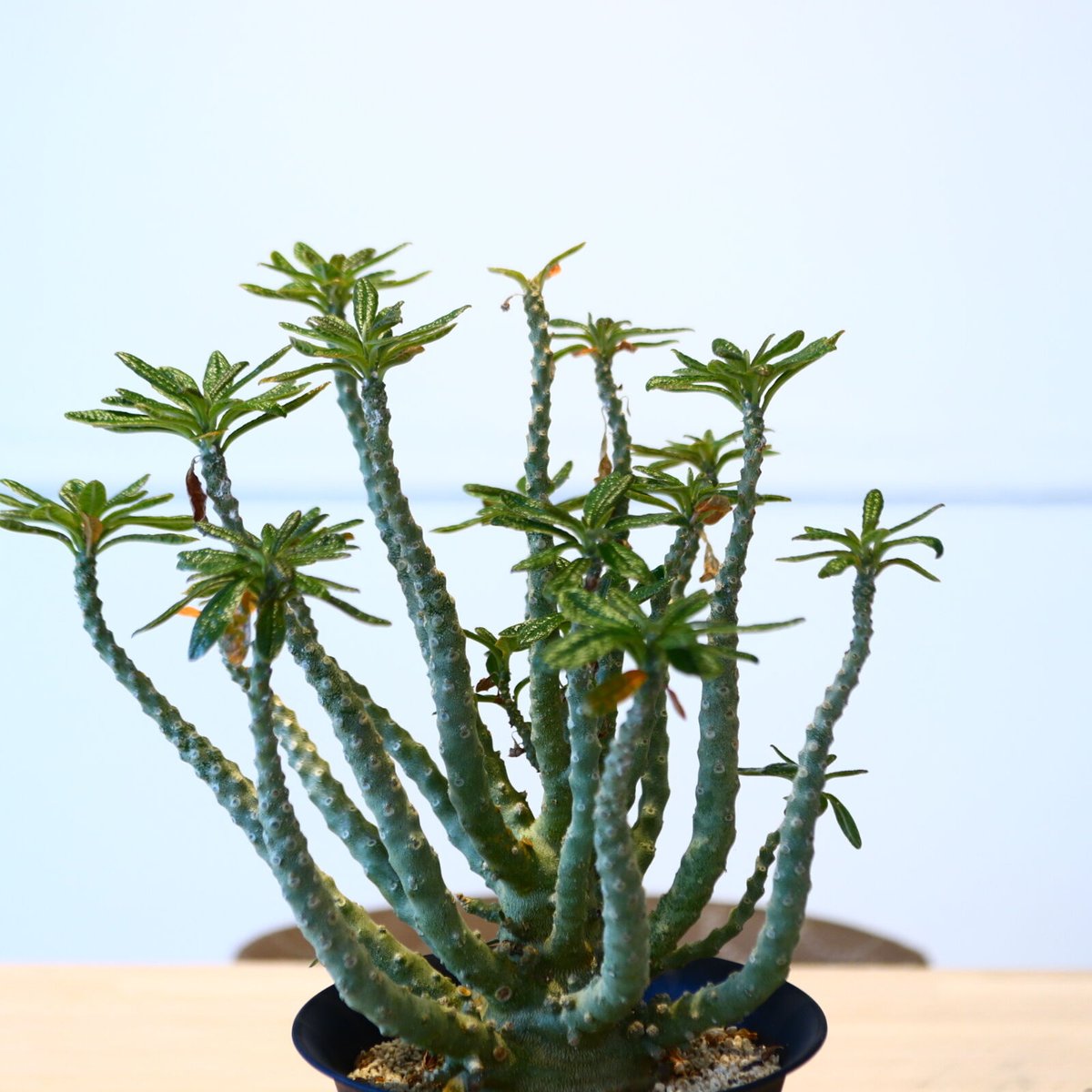 発根済み Dorstenia gigas ドルステニア・ギガス 挿し木　５株 61gP8BfV5VL._UF350,350_QL80_.jpg