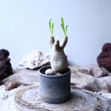 パキポディウム グラキリス   Pachypodium rosulatum var. gracilius no.102734