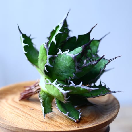 アガベ ホリダ    Agave horrida     no.1025-8