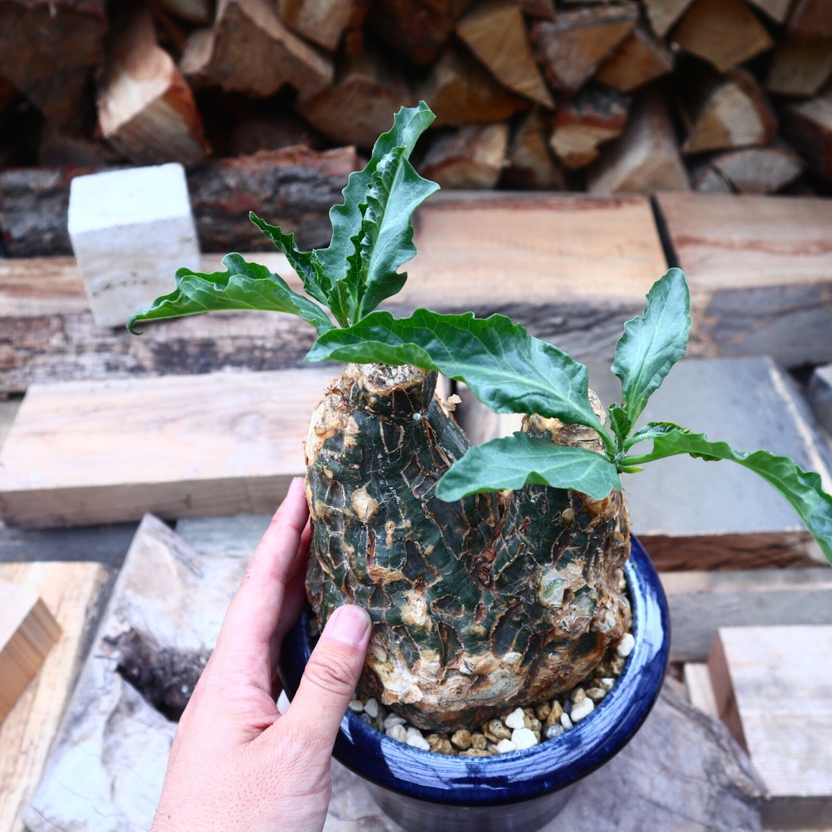 希少種　ケファロペンタンドラ エキローサ ケファロペンタンドラ エキローサ(Cephalopentandra ecirrhosa