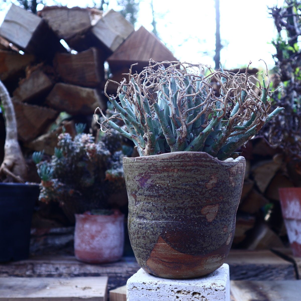 ユーフォルビア リグノーサ Euphorbia Lignosa no.42506 |