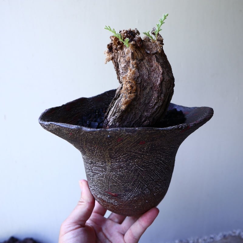 ペラルゴニウム トリステ Pelargonium triste no.60230 ペラルゴニウム トリステ Pelargonium triste no.60230
