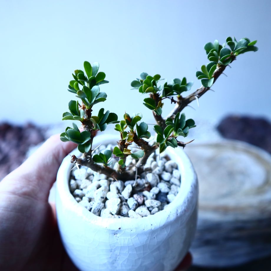 5e47ac74c78a53476155b46f