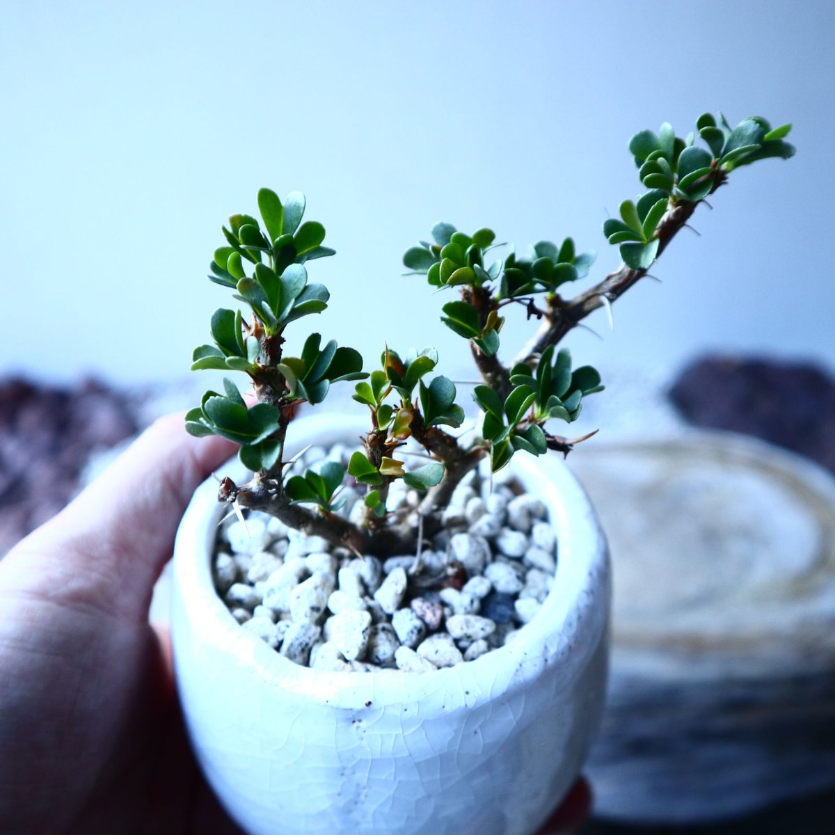 サルコカウロン バンデリエティアエ Sarcocaulon vanderietia