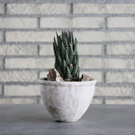 Haworthia papillosa × Shin Tabata (4.5号)  no.920/12