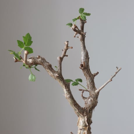 Bursera fagaroides × Haruki Kanai   no.51237