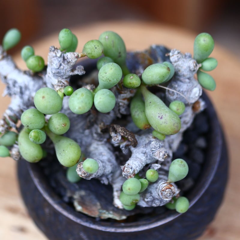 オトンナ クラビフォリア 実生苗…3株　オトンナ ハリー 種子…10粒セット オトンナ クラビフォリア 実生苗…3株 オトンナ ハリー 種子…10粒