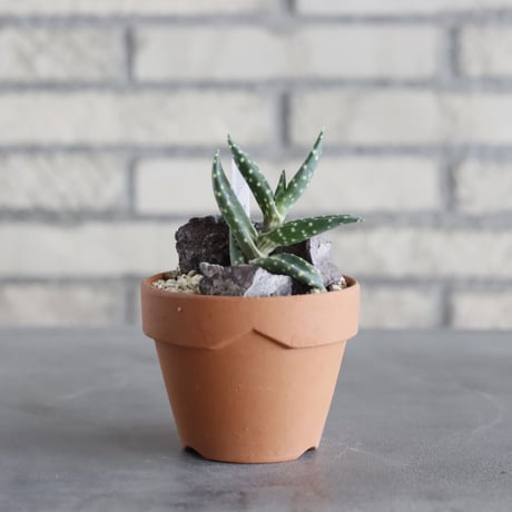 【新品未使用】作家鉢 手作り 植物 観葉 塊根 芽の巣山 カタチ製作所 素里 素八九鉢 作家鉢 手作り 観葉 多肉 塊根 芽の巣山 カタチ製作所