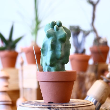 YAMABACHI × Lophocereus schottii    no.100116