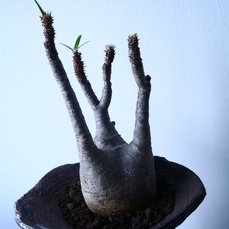 パキポディウム グラキリス Pachypodium rosulatum var. gracilius  No.31032