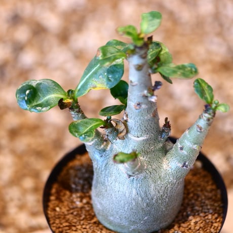 アデニウム アラビカム / Adenium  arabicum   no.51437