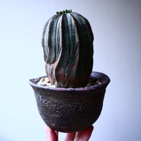 ユーフォルビア  オベサ   Euphorbia obesa   no.20310