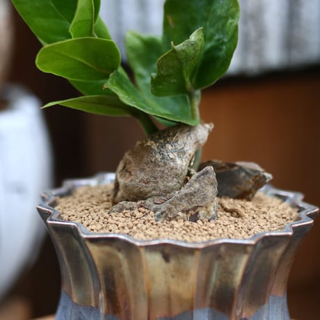 ザミオクルカス ザミフォーリア / Zamioculcas zamiifolia   no.31932