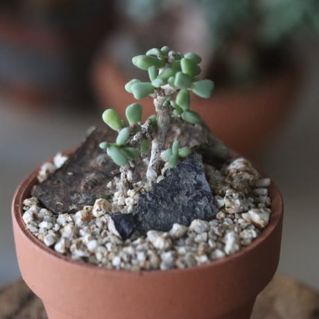 Ceraria pygmaea × YAMABACHI  no1115-32